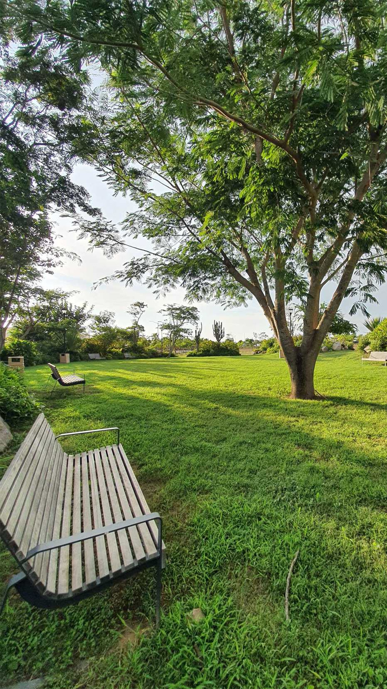 16. Huanacaxtles arbol