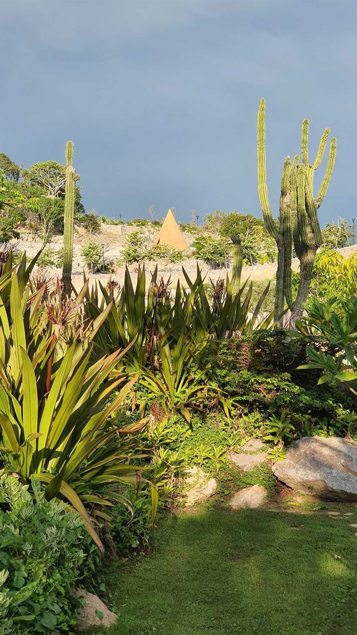 24. Huanacaxtles cono